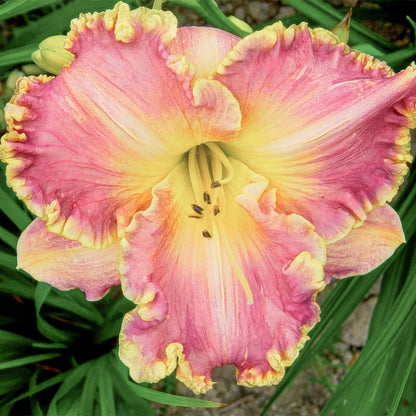 Hemerocallis 'Light Years Away'