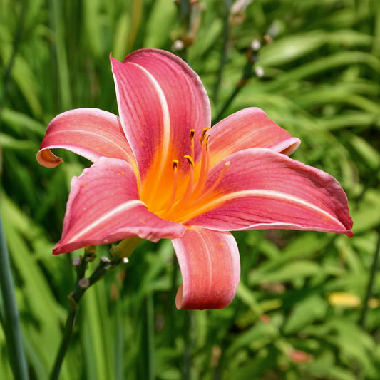 Hemerocallis 'Neyron Rose'