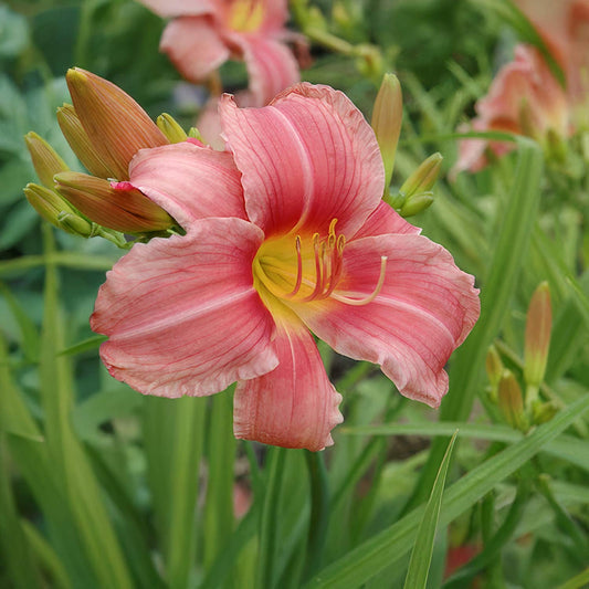 Hemerocallis 'Prairie Belle'