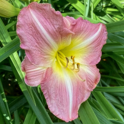 Hemerocallis 'Romantic Rose'