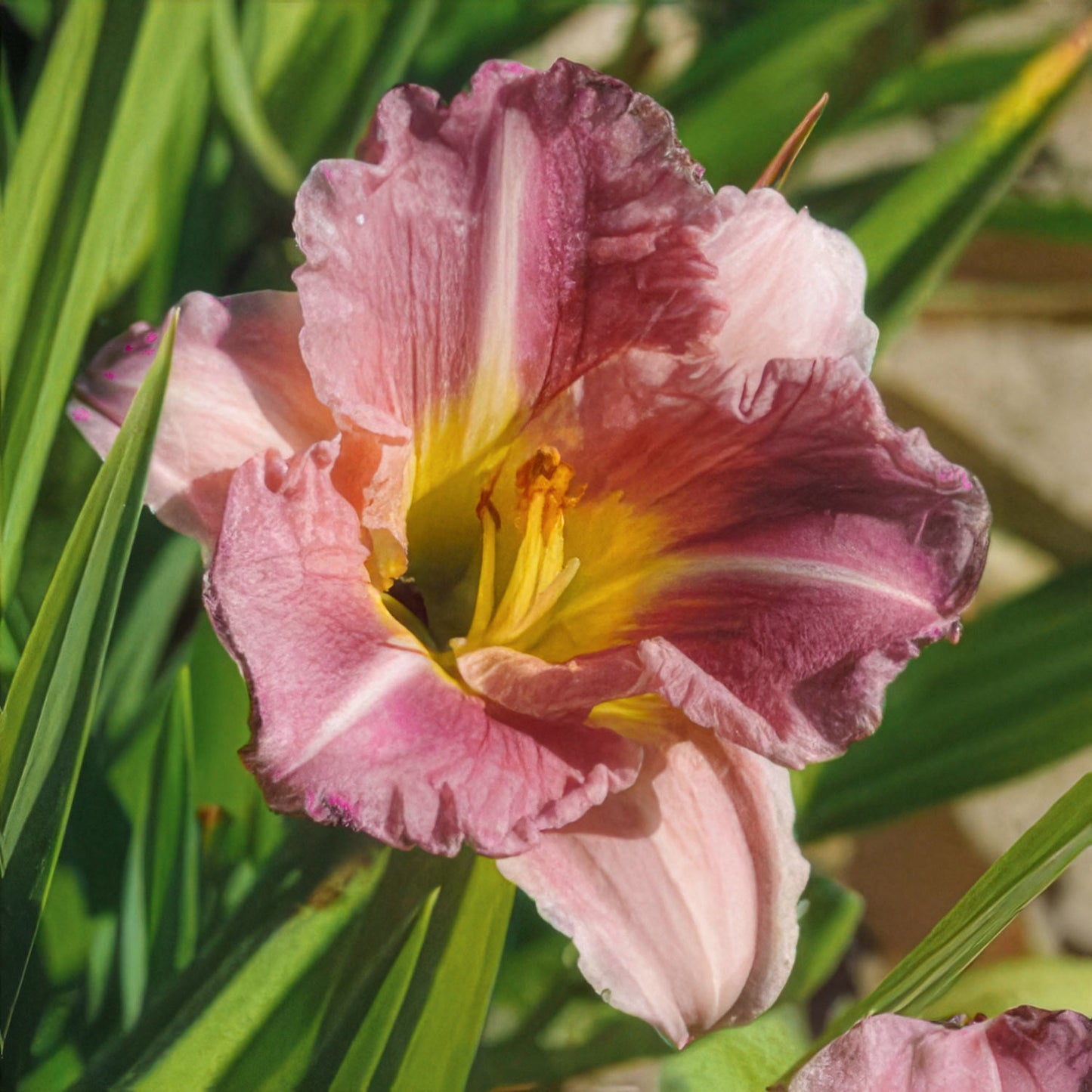 Hemerocallis 'Romantic Rose'