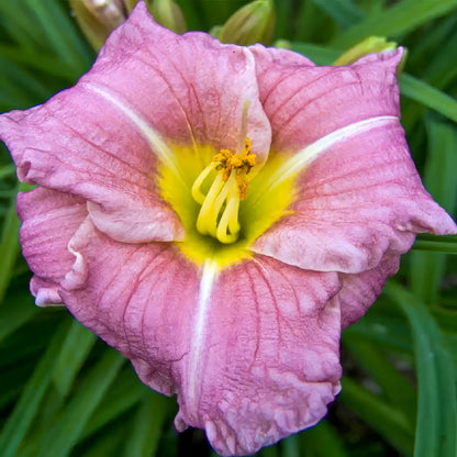Hemerocallis 'Romantic Rose'