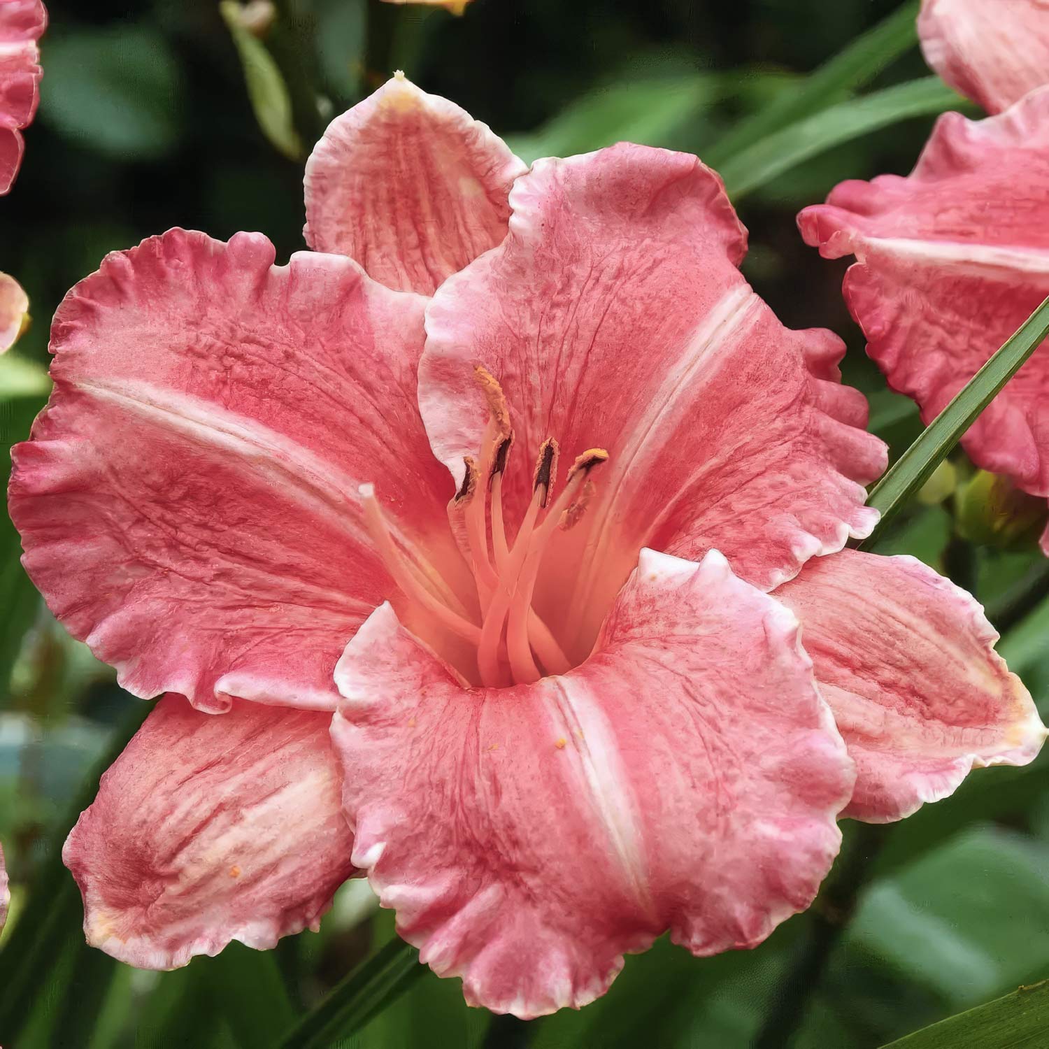 Hemerocallis 'Romantic Rose'