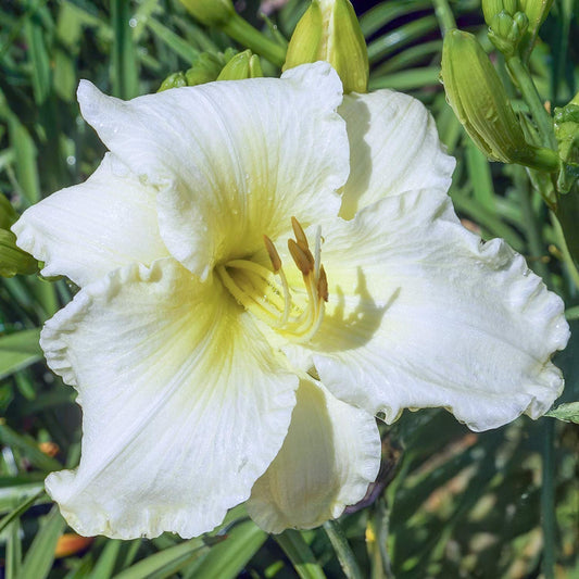 Hemerocallis 'Sunday Gloves'