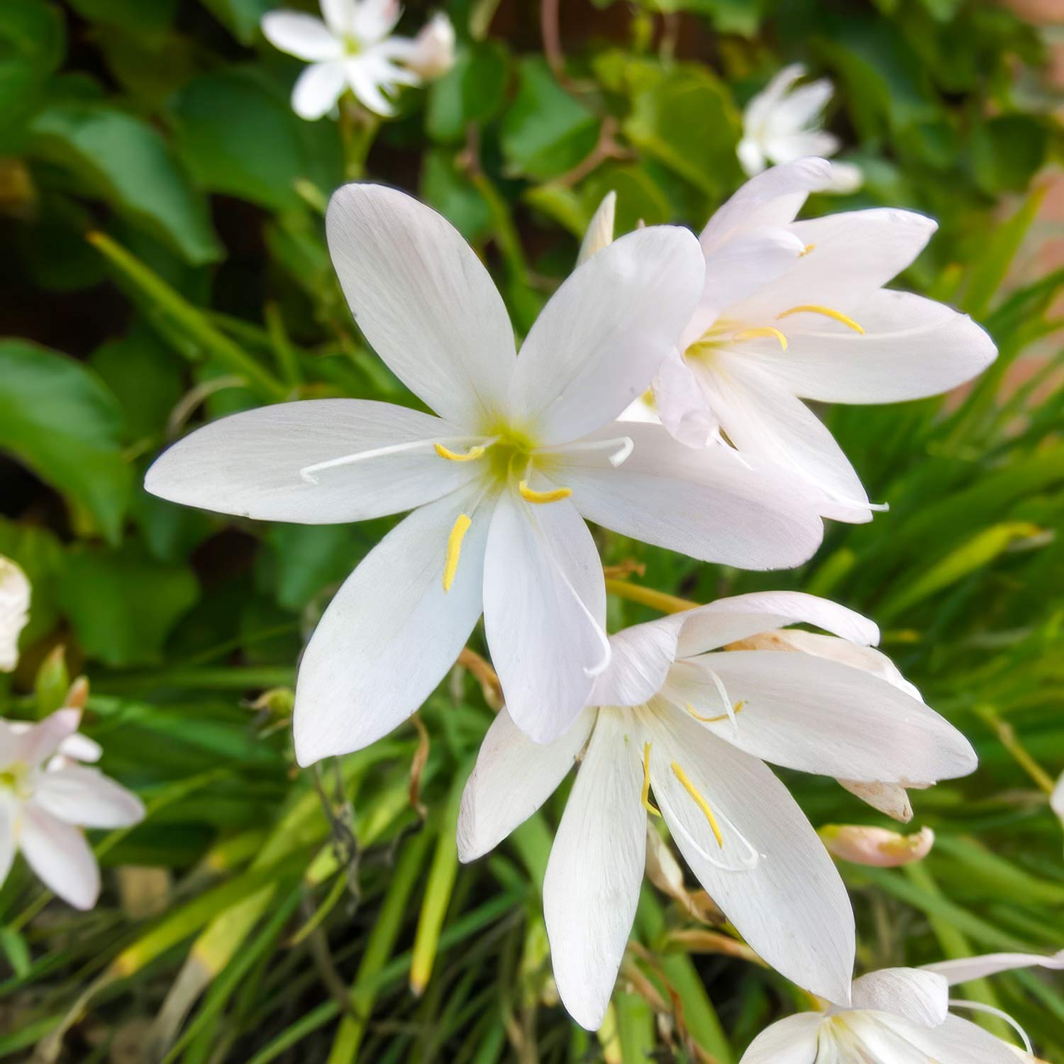 Hesperantha coccinea f. alba