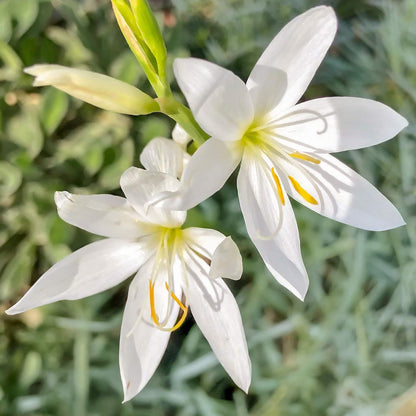 Hesperantha coccinea f. alba