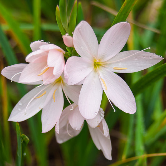 Hesperantha coccinea 'Wilfred H. Bryant'