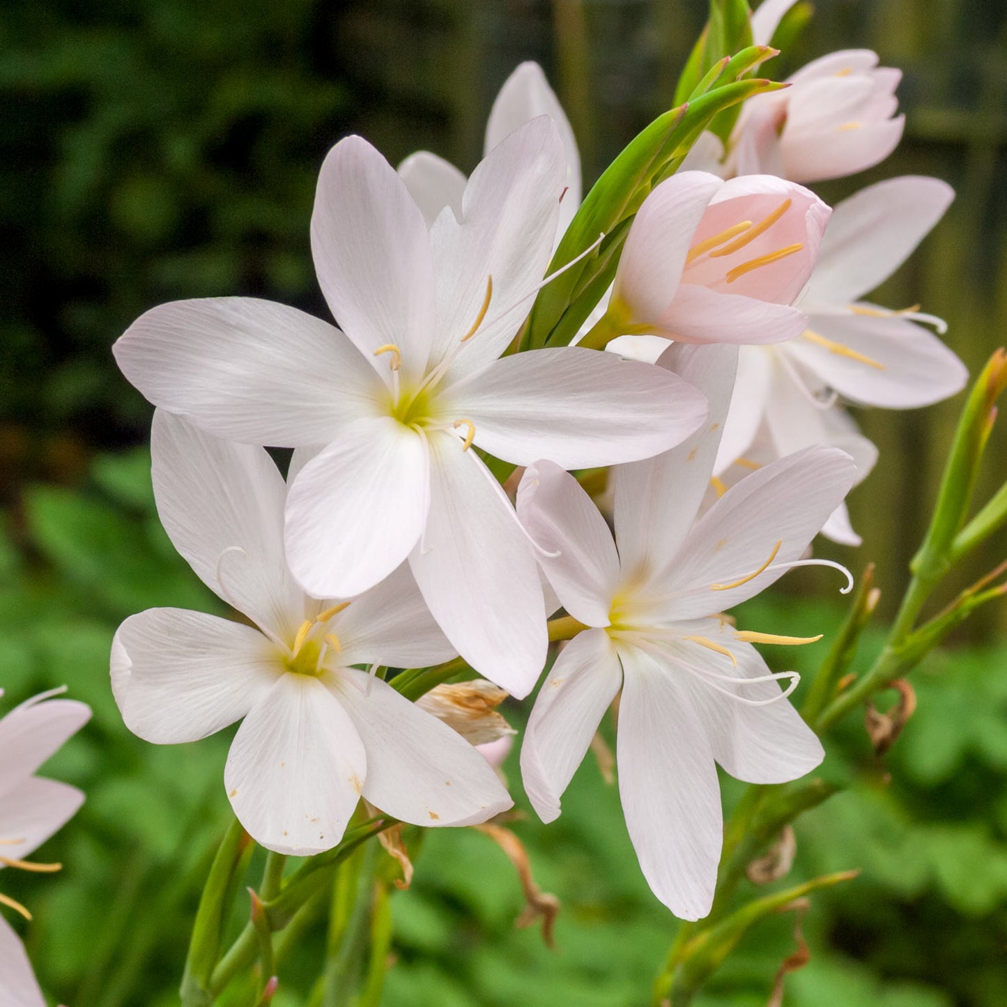 Hesperantha coccinea 'Wilfred H. Bryant'