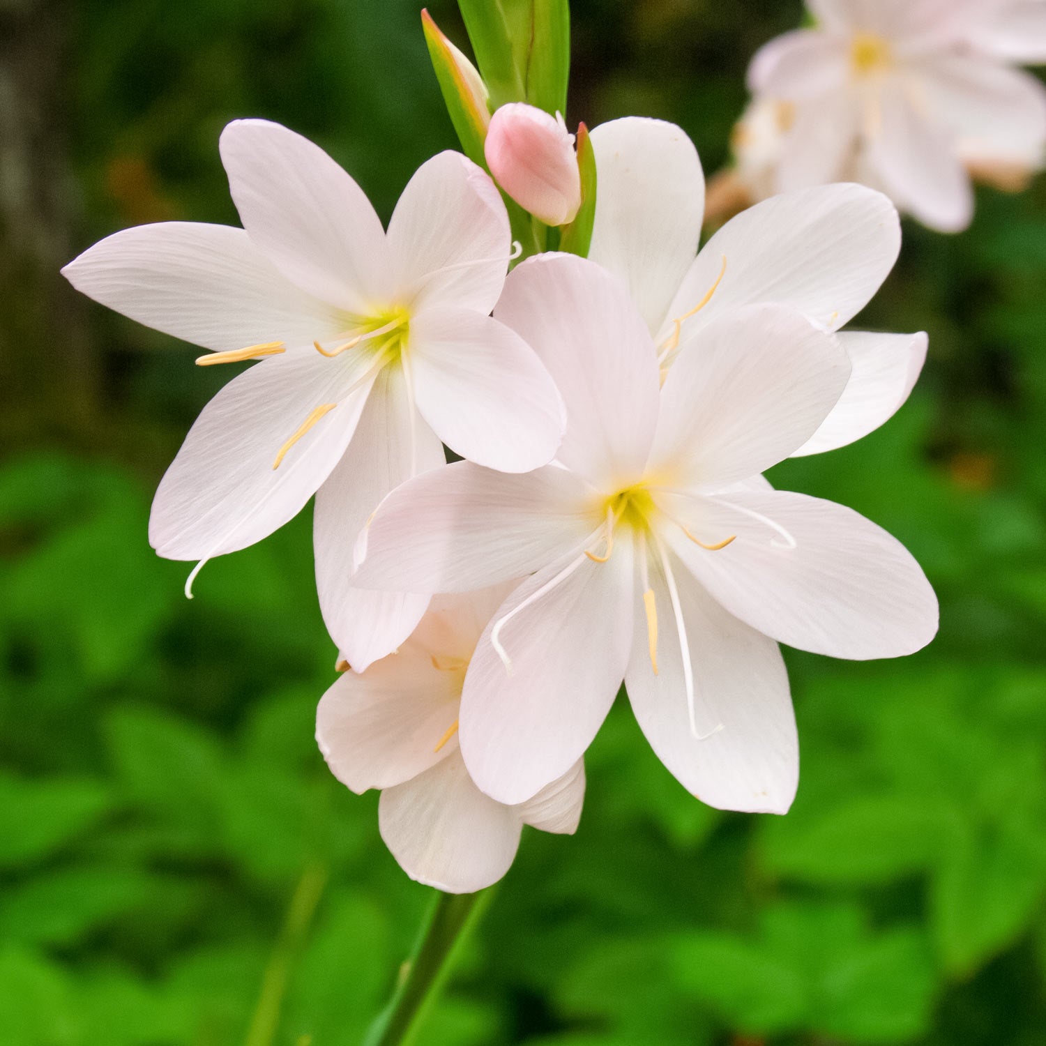 Hesperantha coccinea 'Wilfred H. Bryant'