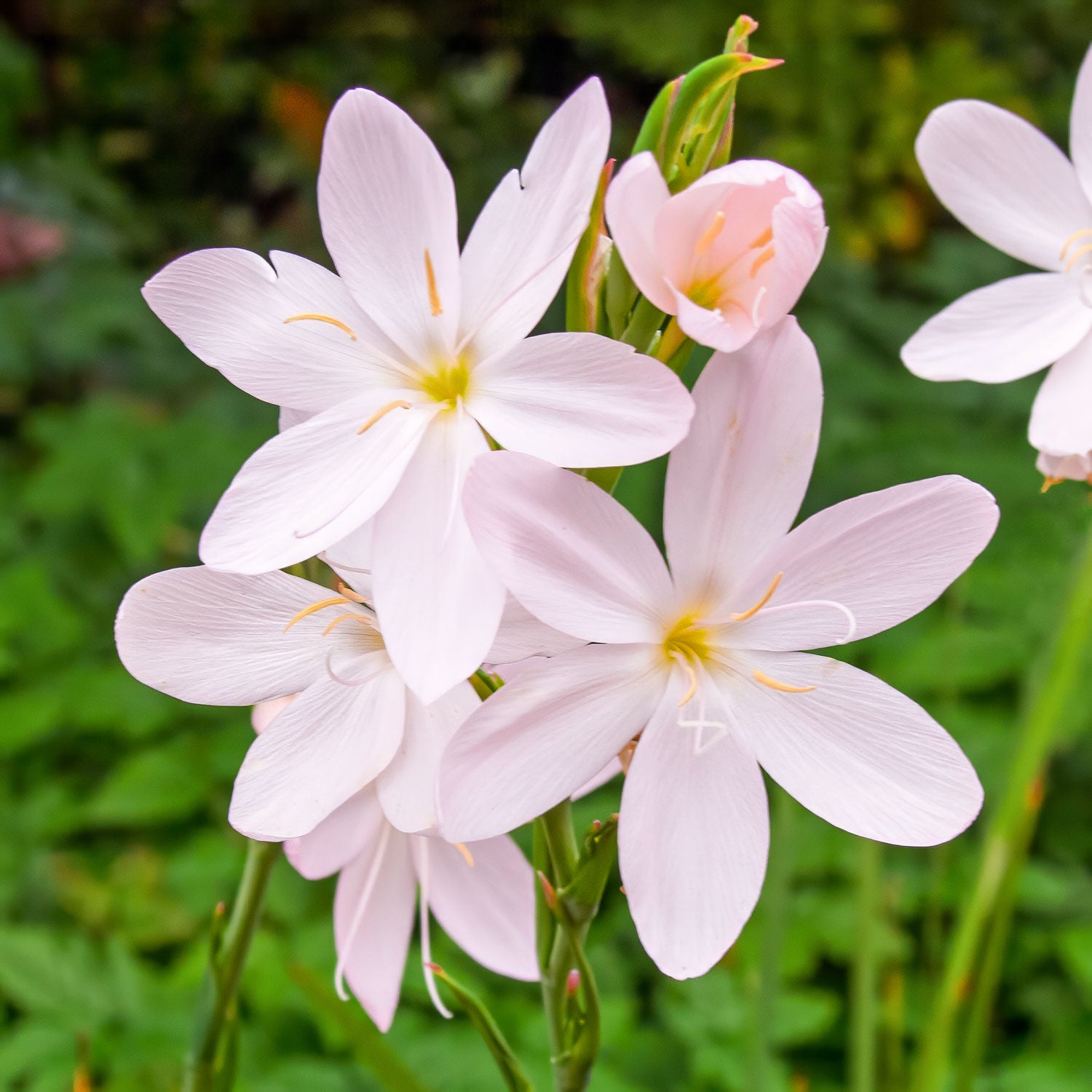 Hesperantha coccinea 'Wilfred H. Bryant'