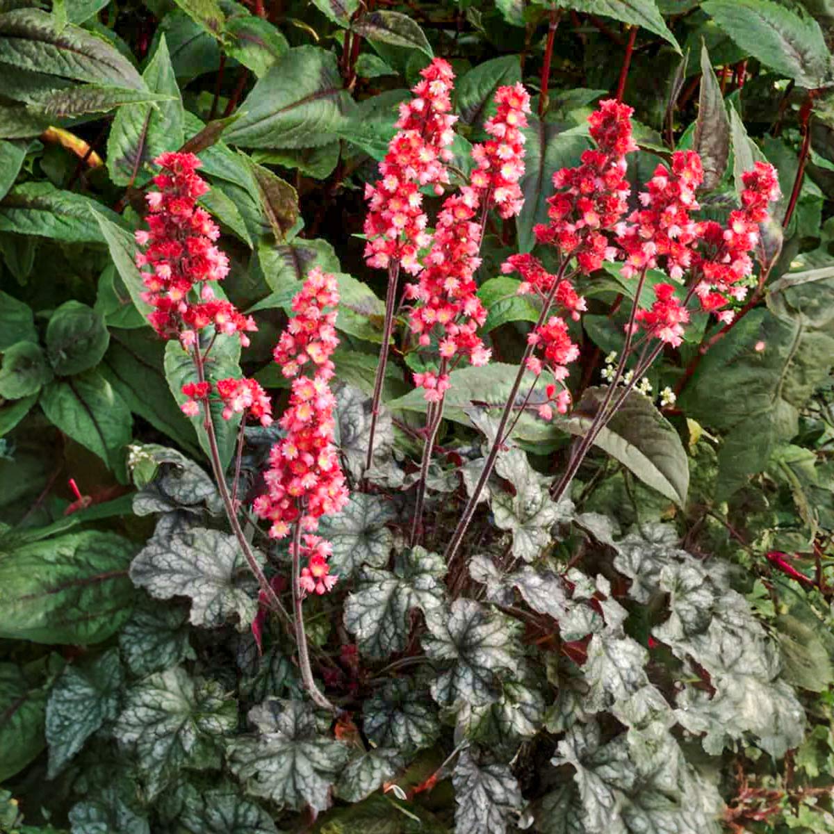 Heuchera 'Hollywood'