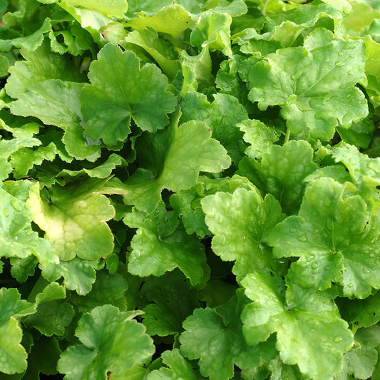 Heuchera 'Key Lime Pie'. Close-up of green leafy plant.