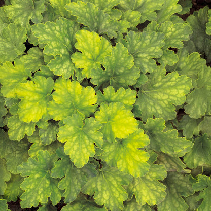 Heuchera 'Key Lime Pie'
