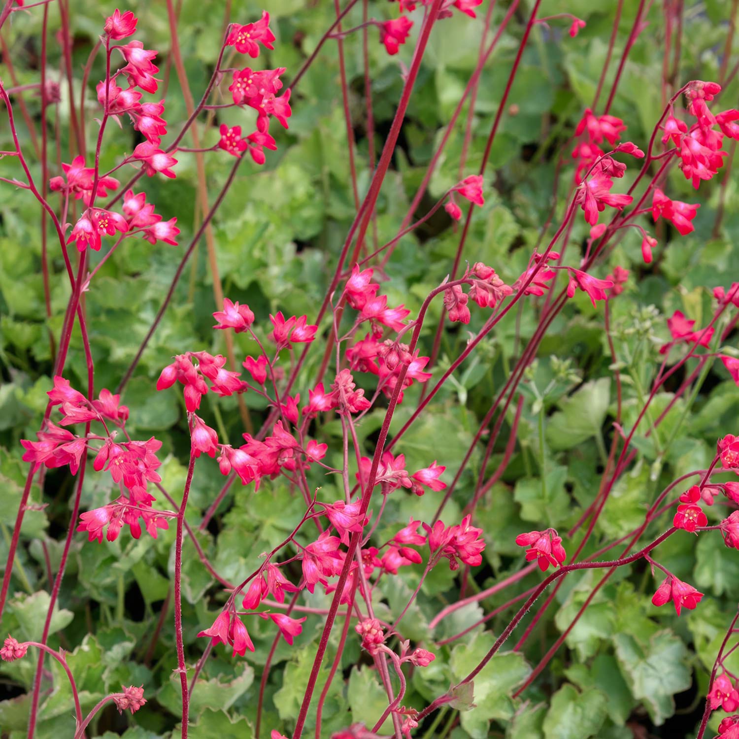 Heuchera 'Leuchtkäfer'