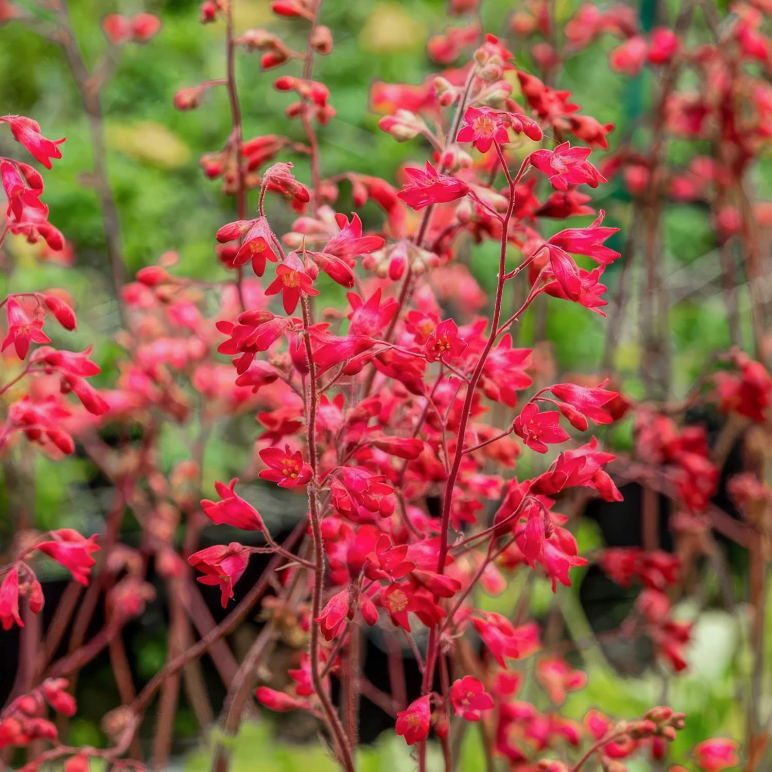 Heuchera 'Leuchtkäfer'