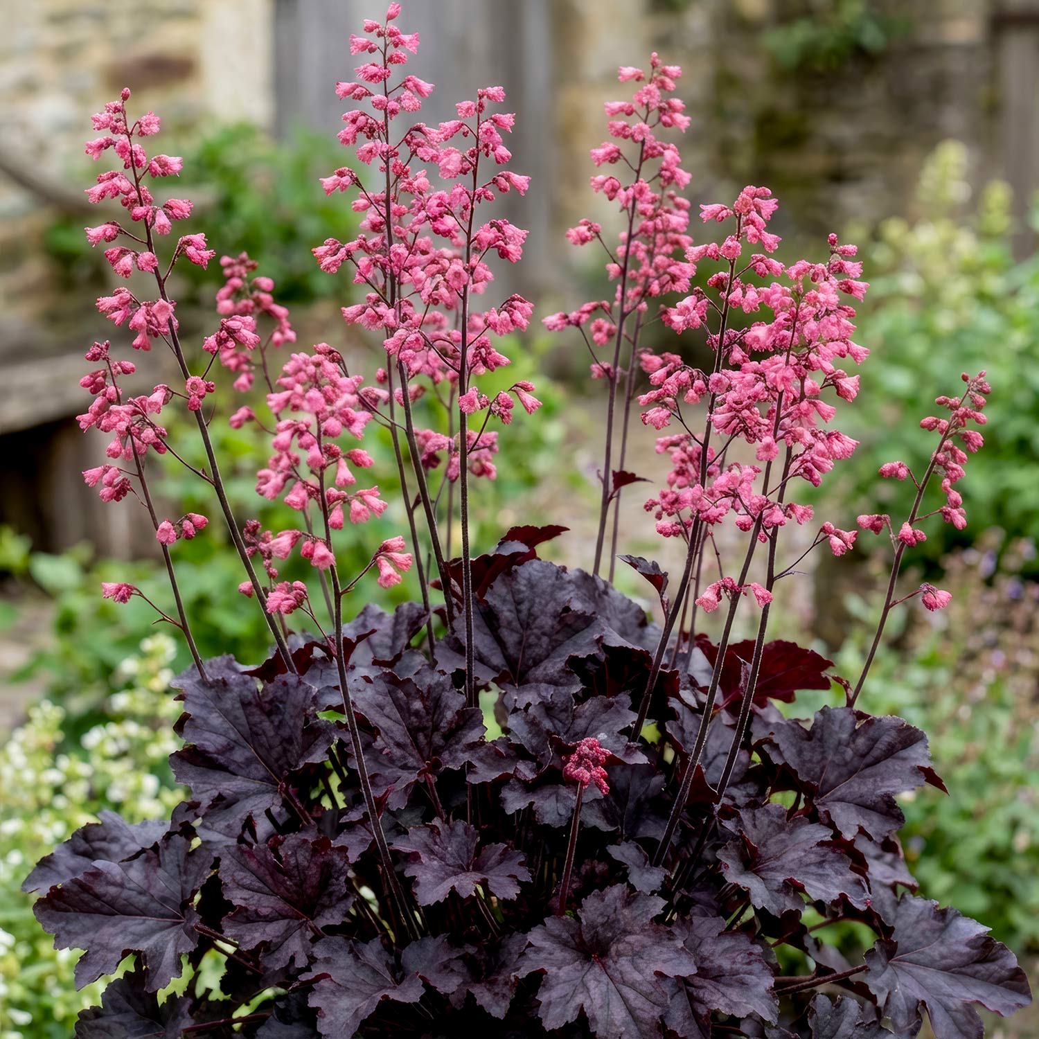 Heuchera 'Timeless Night'. Dark burgundy-purple leaves and tall spikes of pink flowers.