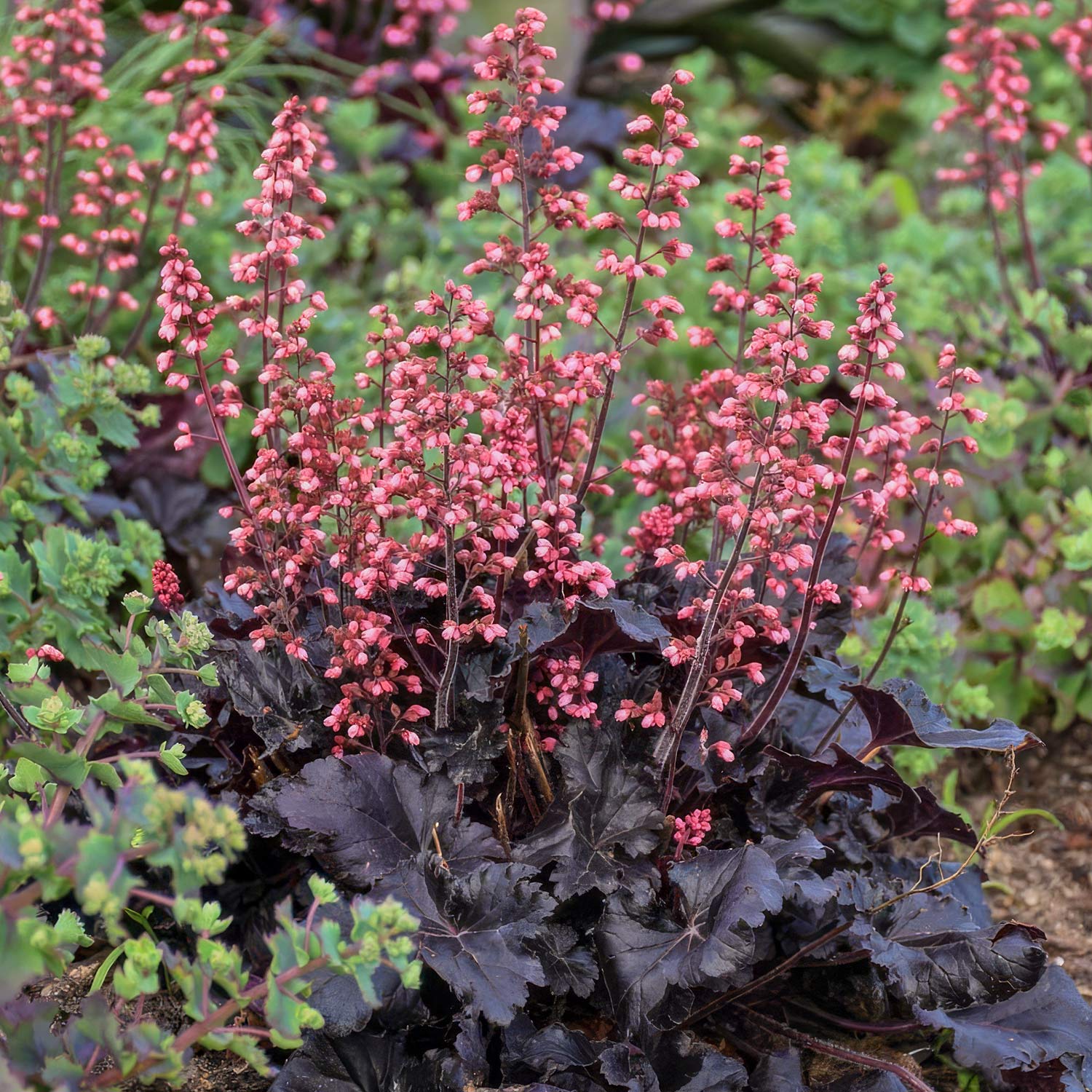 Heuchera 'Timeless Night'. Pink heuchera plant with dark burgundy leaves in a garden setting.