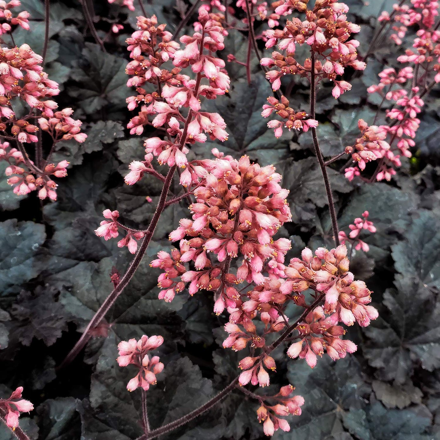 Heuchera 'Timeless Night'. Close-up of pink heuchera flower clusters growing among dark burgundy-purple leaves.