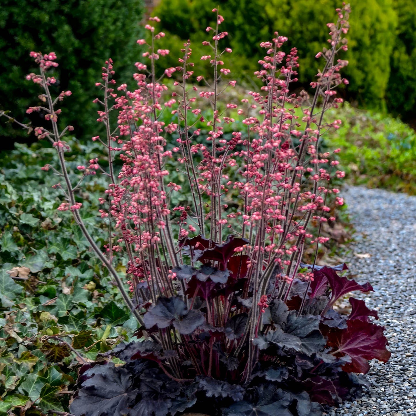 Heuchera 'Timeless Night'. A cluster of heuchera plants with dark burgundy leaves and tall pinkish-purple flower spikes, growing in a garden beside a gravel path.
