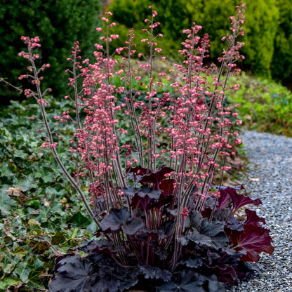 Heuchera 'Timeless Night'. A cluster of heuchera plants with dark burgundy leaves and tall pinkish-purple flower spikes, growing in a garden beside a gravel path.