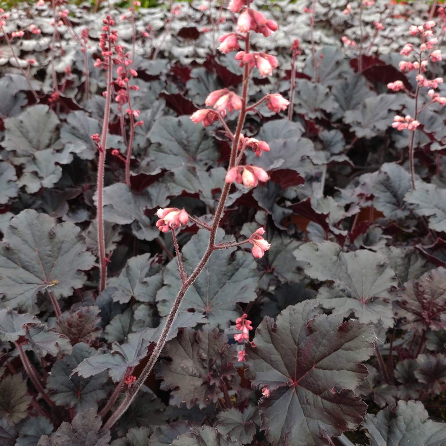 Heuchera 'Timeless Night'. A close-up of a flowering plant with dark burgundy-purple leaves and delicate pink flower buds on upright stems, growing in a dense ground cover.