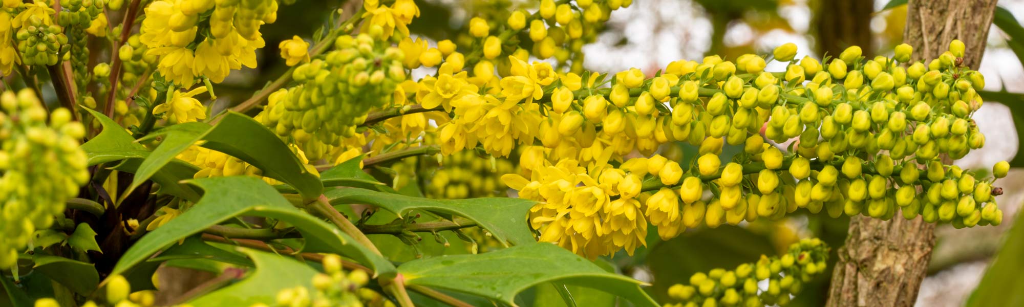 Mahonia bealei