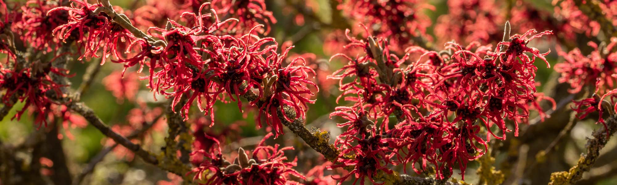 Hamamelis x intermedia 'Diane'