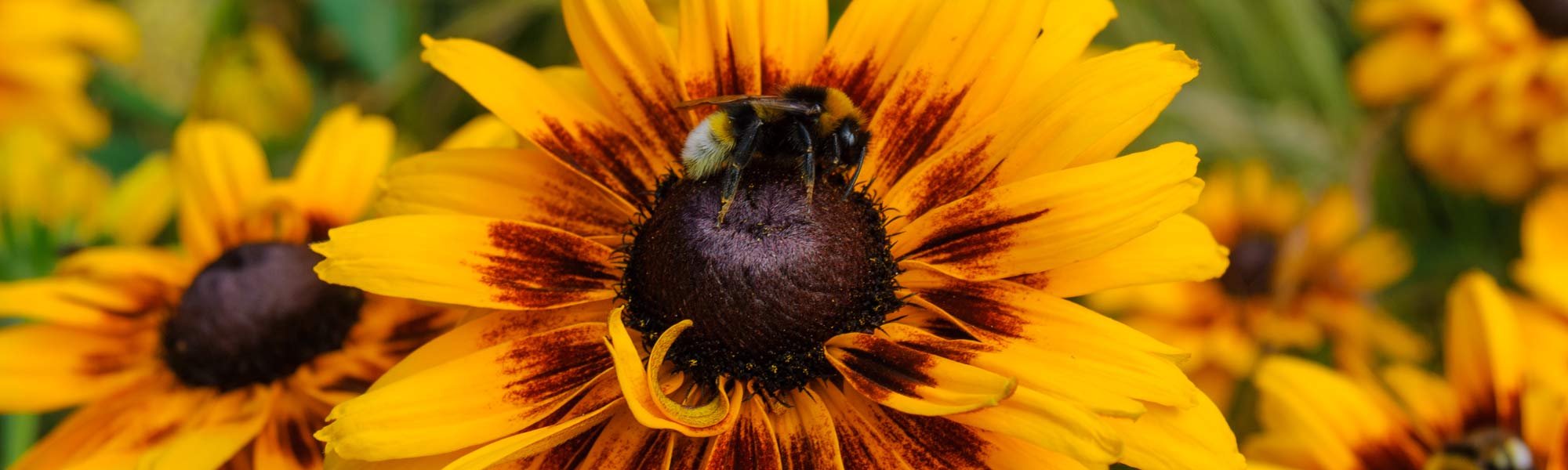 Barnsdale Gardens shop hero image: Bumble Bee feeding on Rudbeckia 'Pekling'