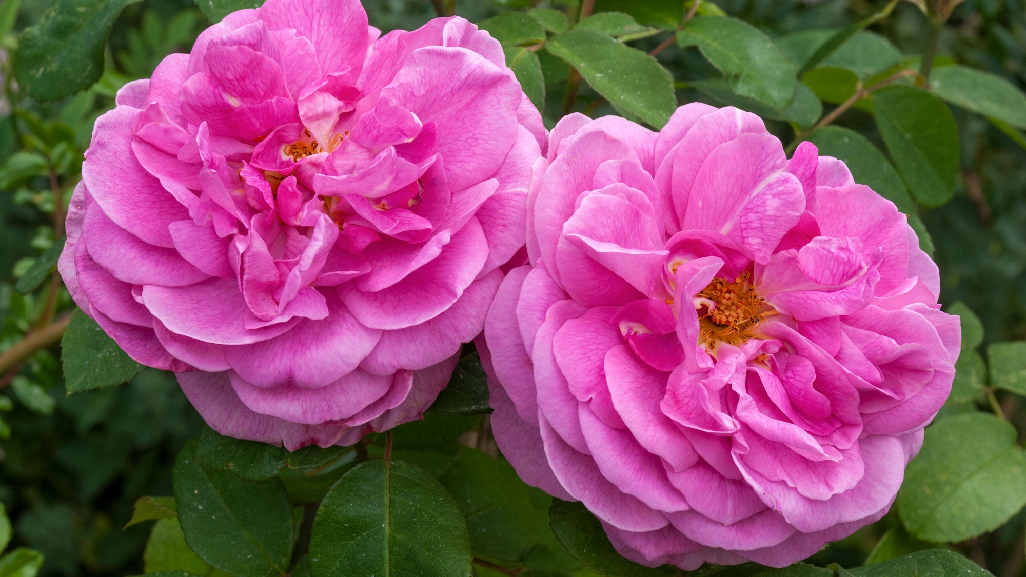 Rosa 'Gertrude Jekyll' at Barnsdale Gardens. Two large pink rose blooms with layered petals and yellow-orange centers, surrounded by green rose leaves.