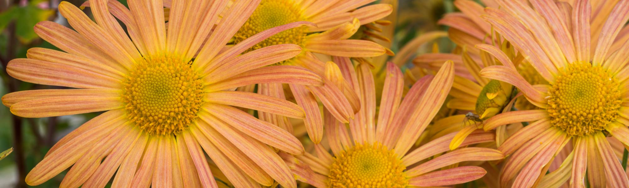 Chrysanthemum 'Mary Stoker