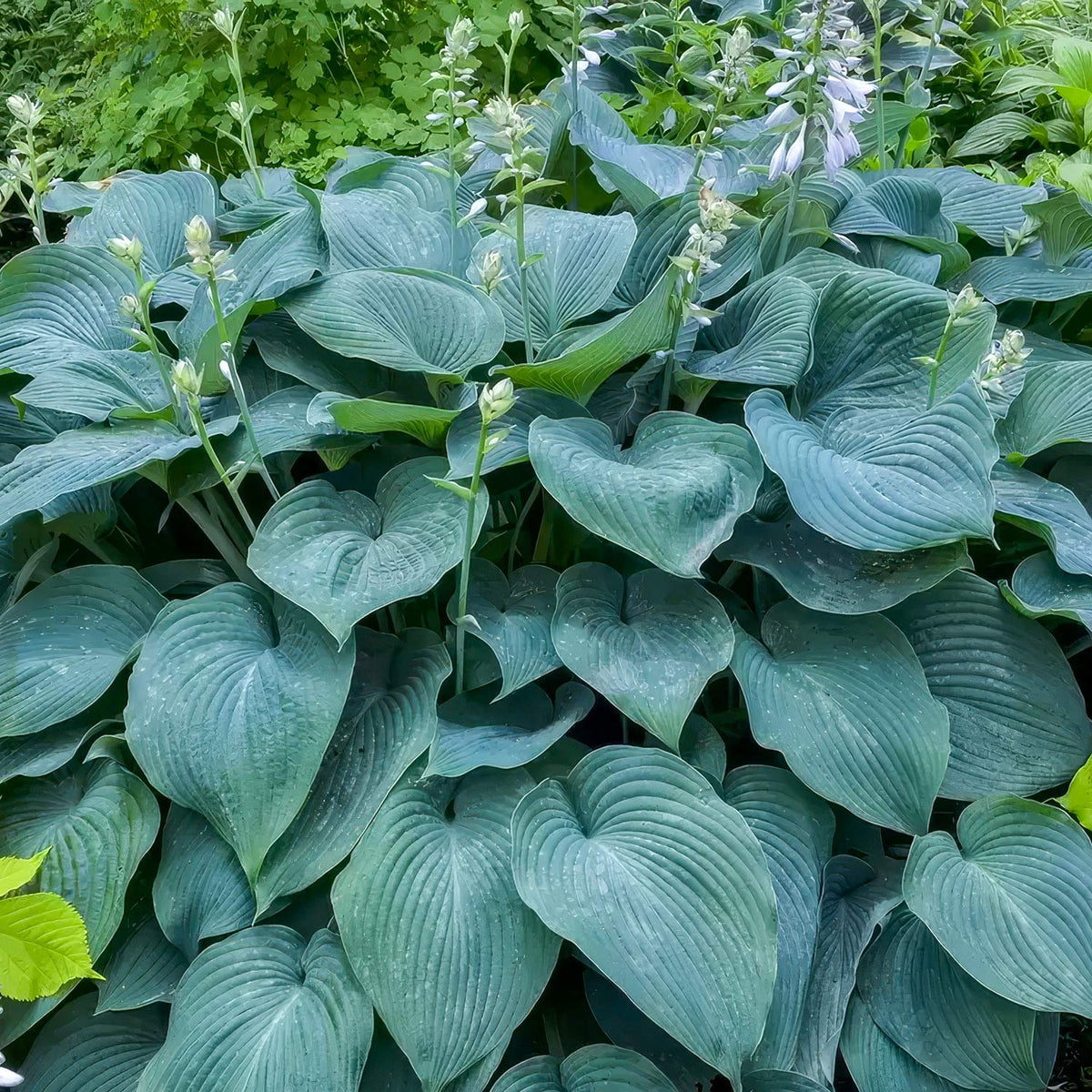 Hosta 'Blue Angel'. Blue hosta plant with large, ribbed, dusty blue-green leaves and small pale lavender-white flowers blooming on tall stems, in a garden setting.