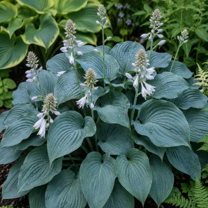 Hosta 'Blue Angel'. Hosta plant with large slate blue leaves and upright spikes of lavender-white flowers, photographed in a garden setting with other green foliage around it.