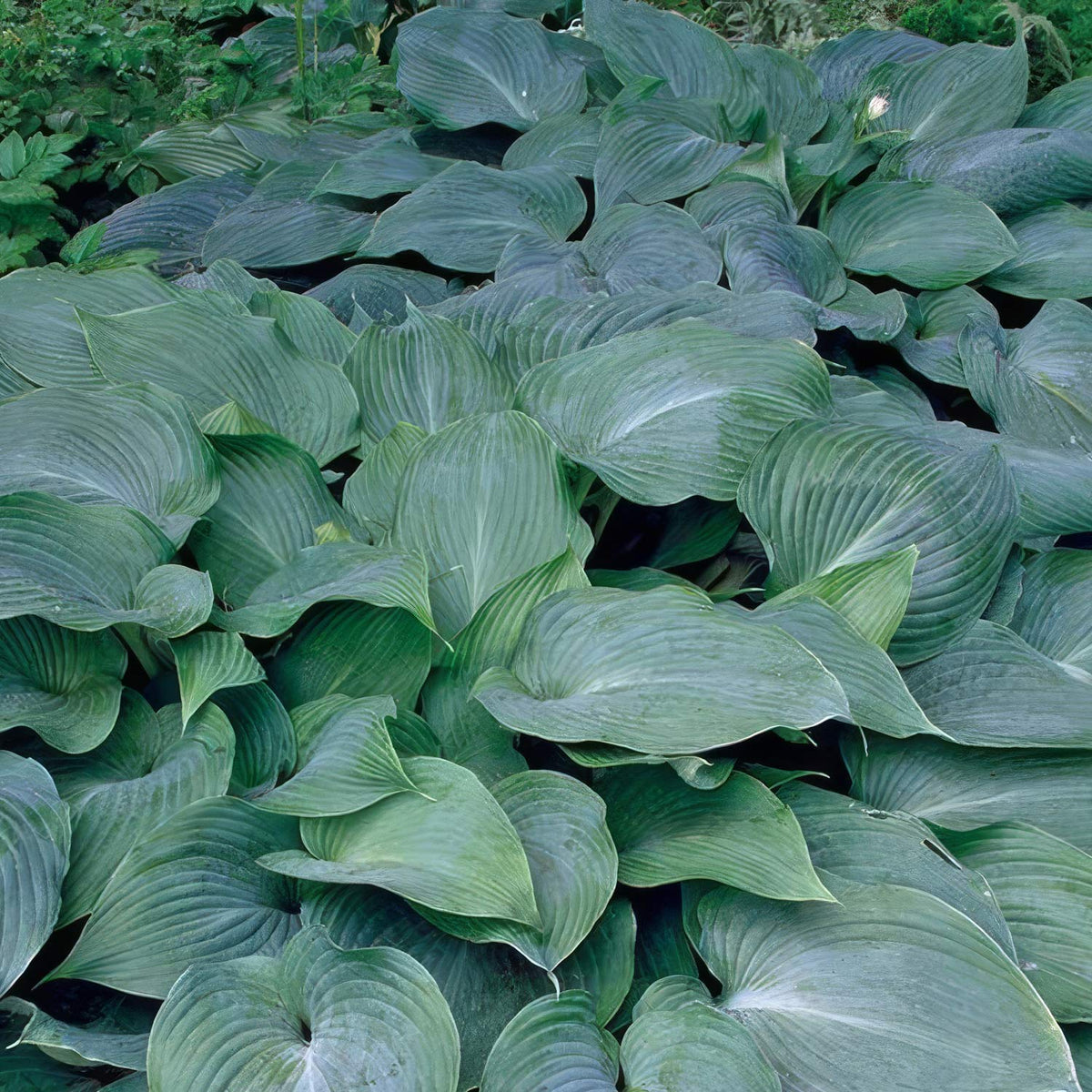 Hosta 'Blue Angel'. A dense patch of hosta plants with large, rounded, ribbed slate-blue leaves filling the frame.