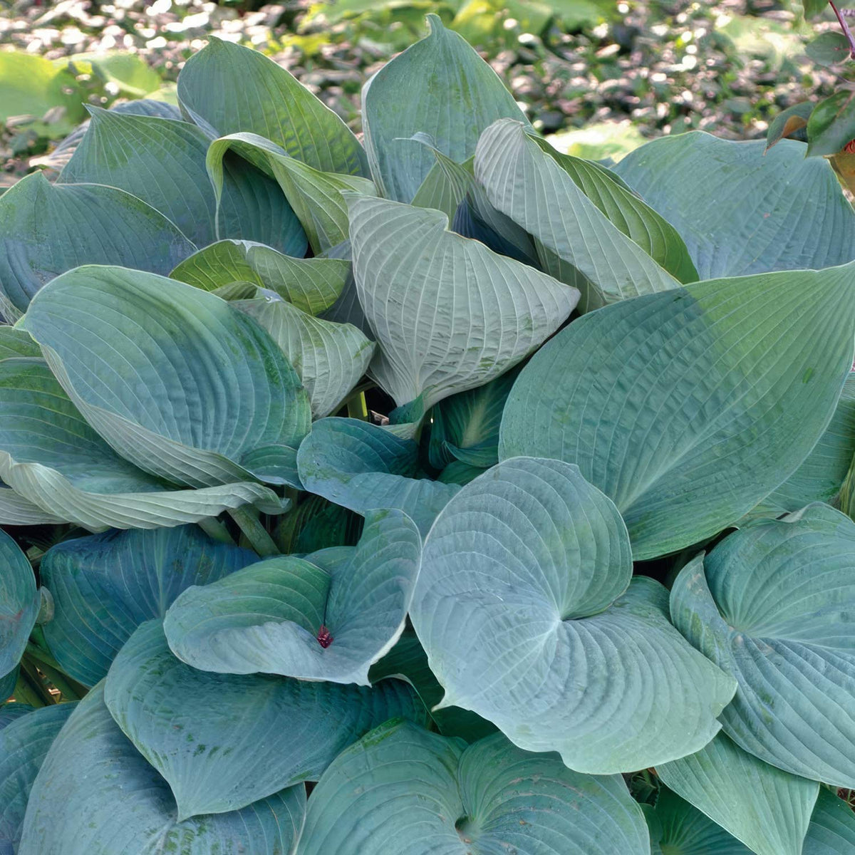 Hosta 'Blue Angel'. A close-up of a hosta plant with large, rounded, dusty blue leaves in a garden setting.