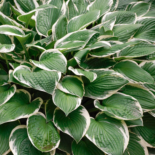 Hosta 'Francee'. Plantain Lily