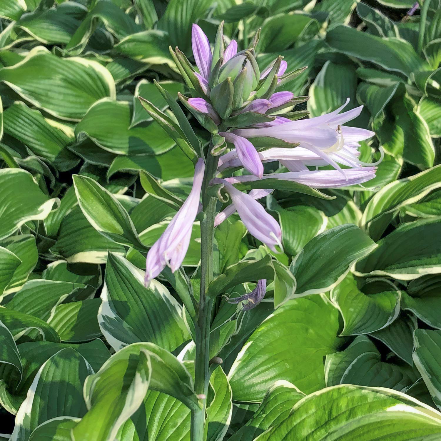 Hosta 'Francee'. Plantain Lily
