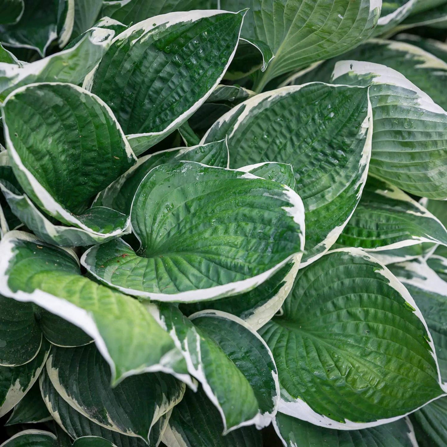 Hosta 'Francee'. Plantain Lily
