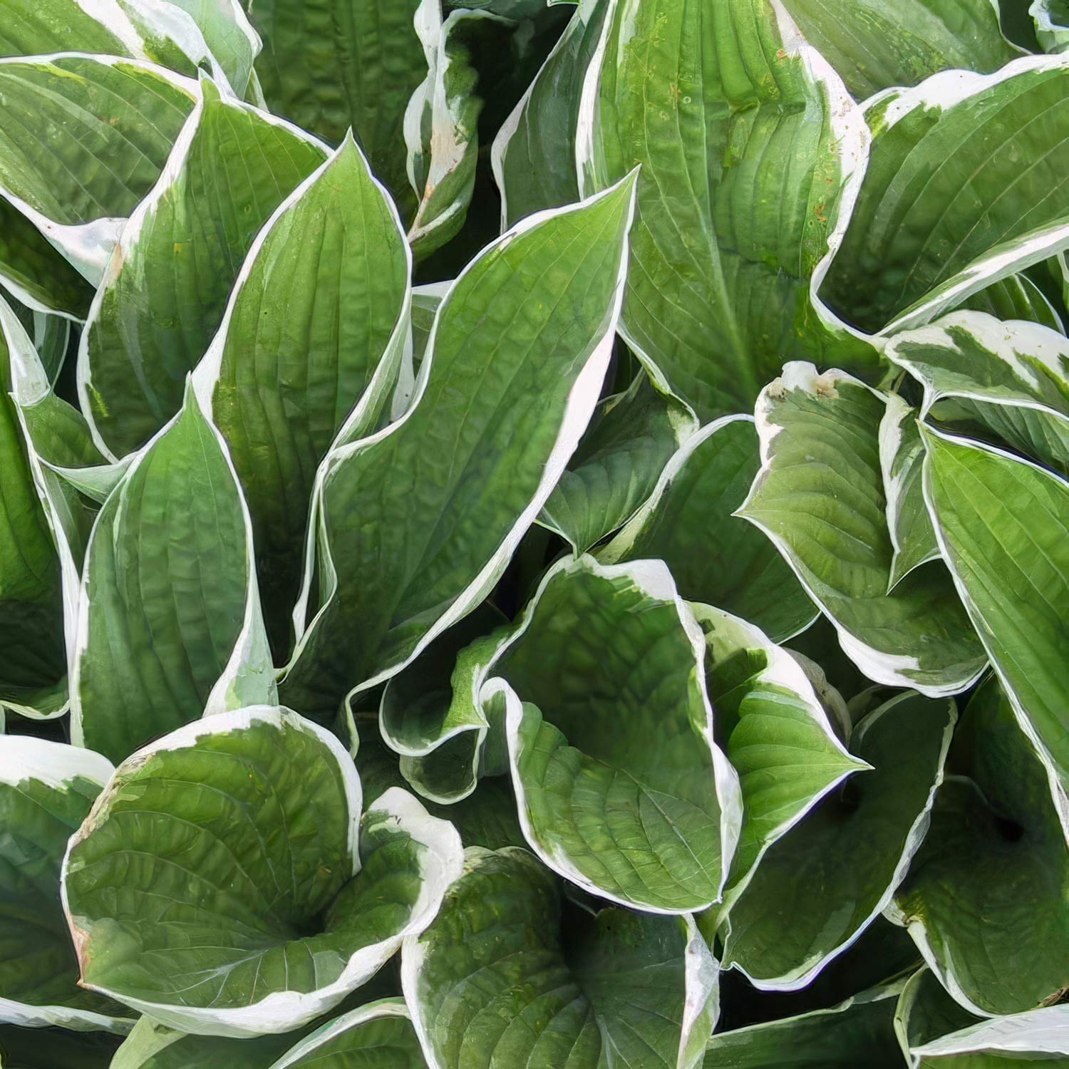 Hosta 'Francee'. Plantain Lily