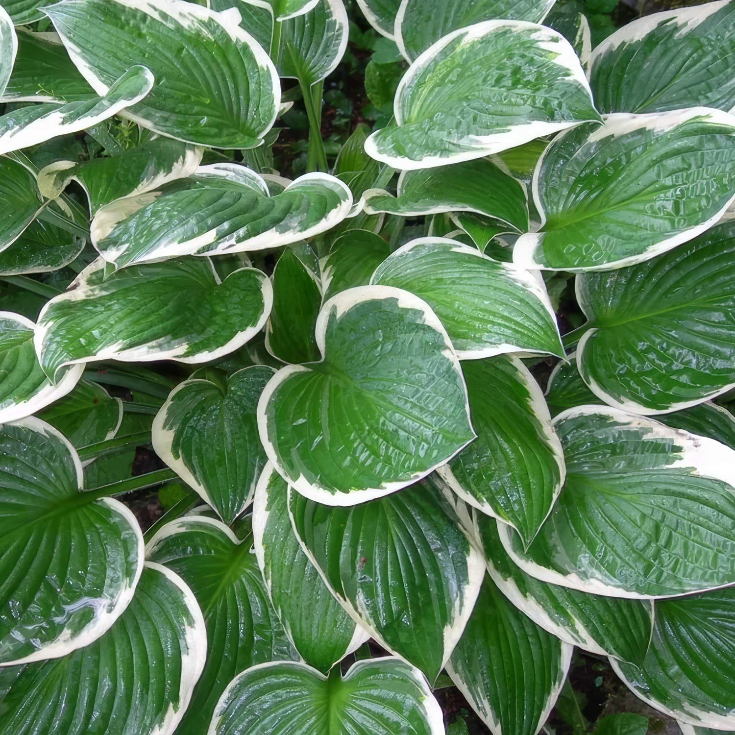 Hosta 'Francee'. Plantain Lily