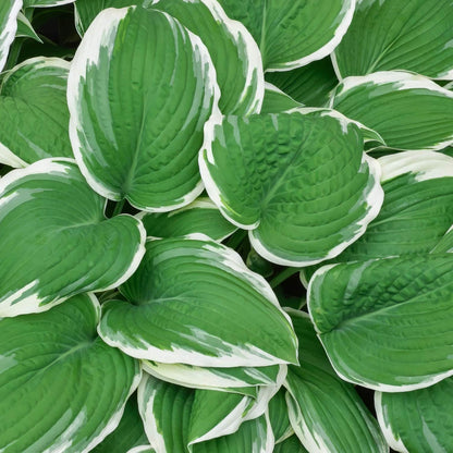 Hosta 'Francee'. Plantain Lily