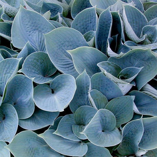 Hosta 'Hadspen Blue'