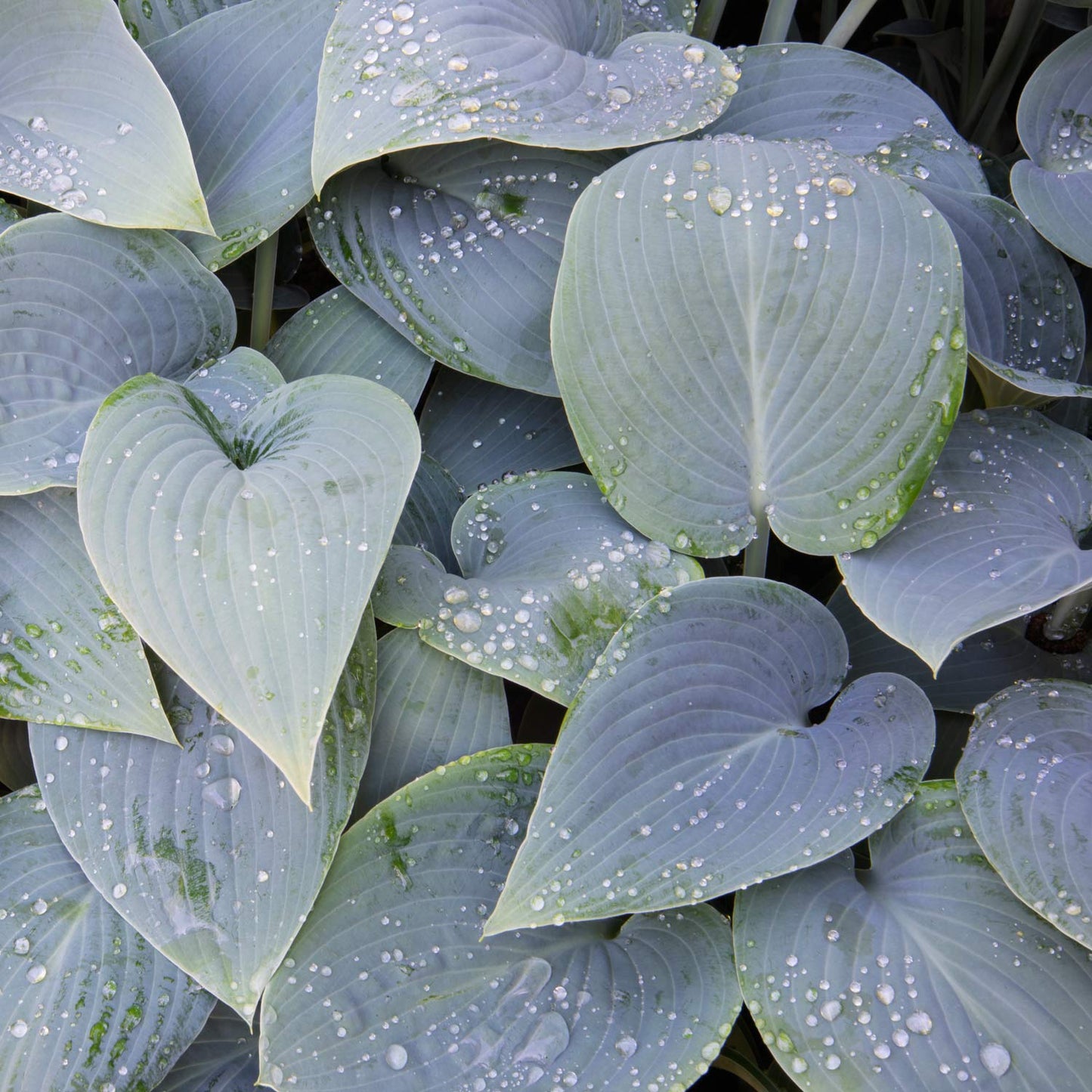Hosta 'Halcyon'