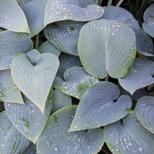 Hosta 'Halcyon'
