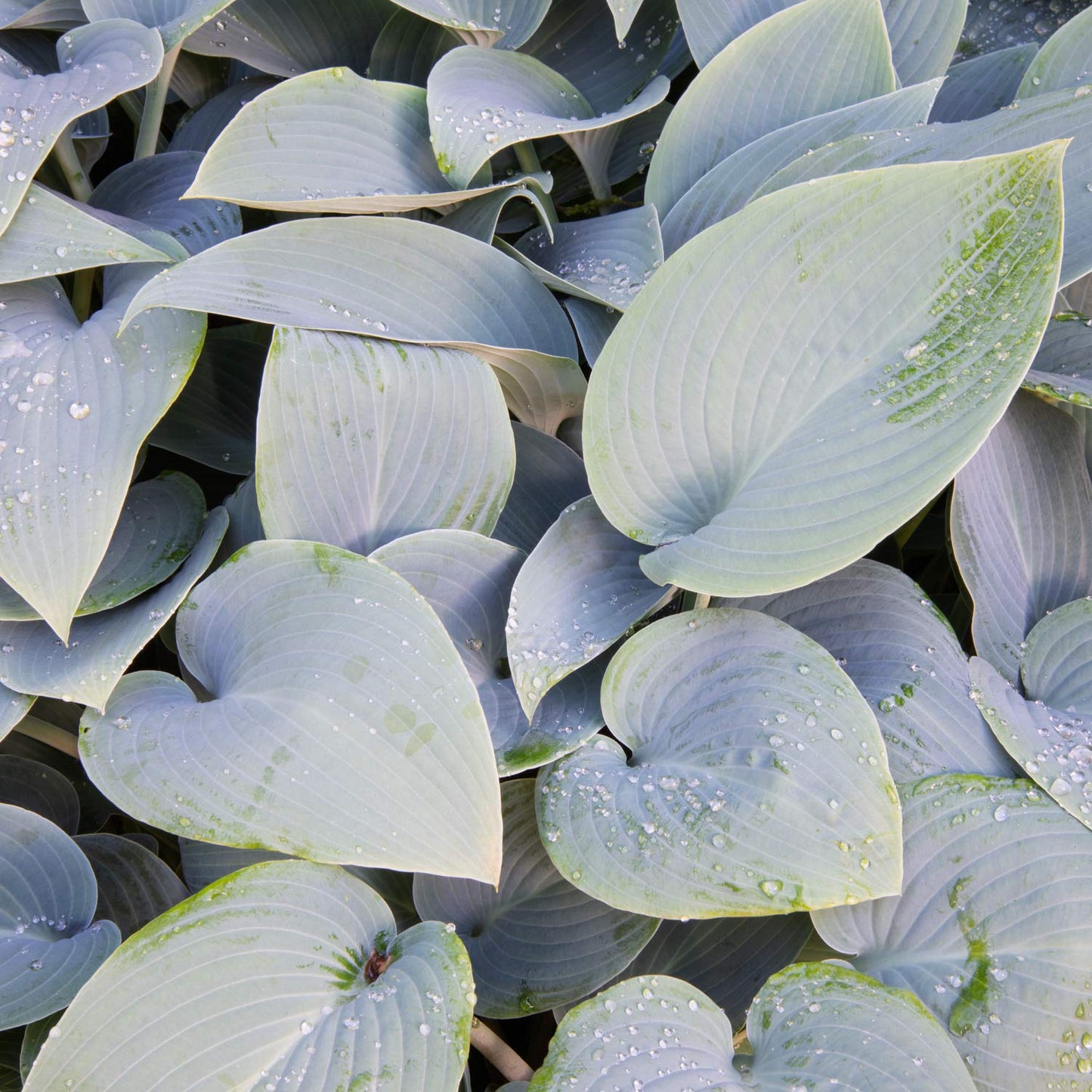 Hosta 'Halcyon'