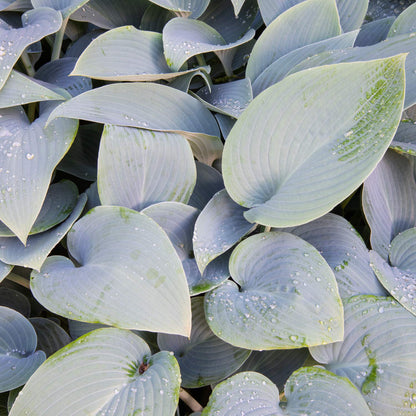 Hosta 'Halcyon'
