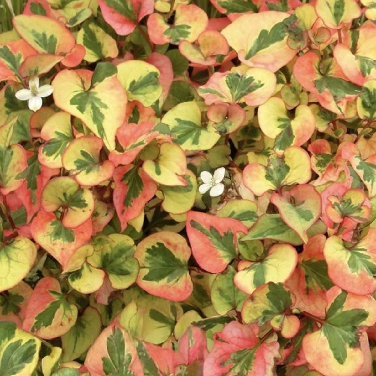 Houttuynia cordata 'Flame'