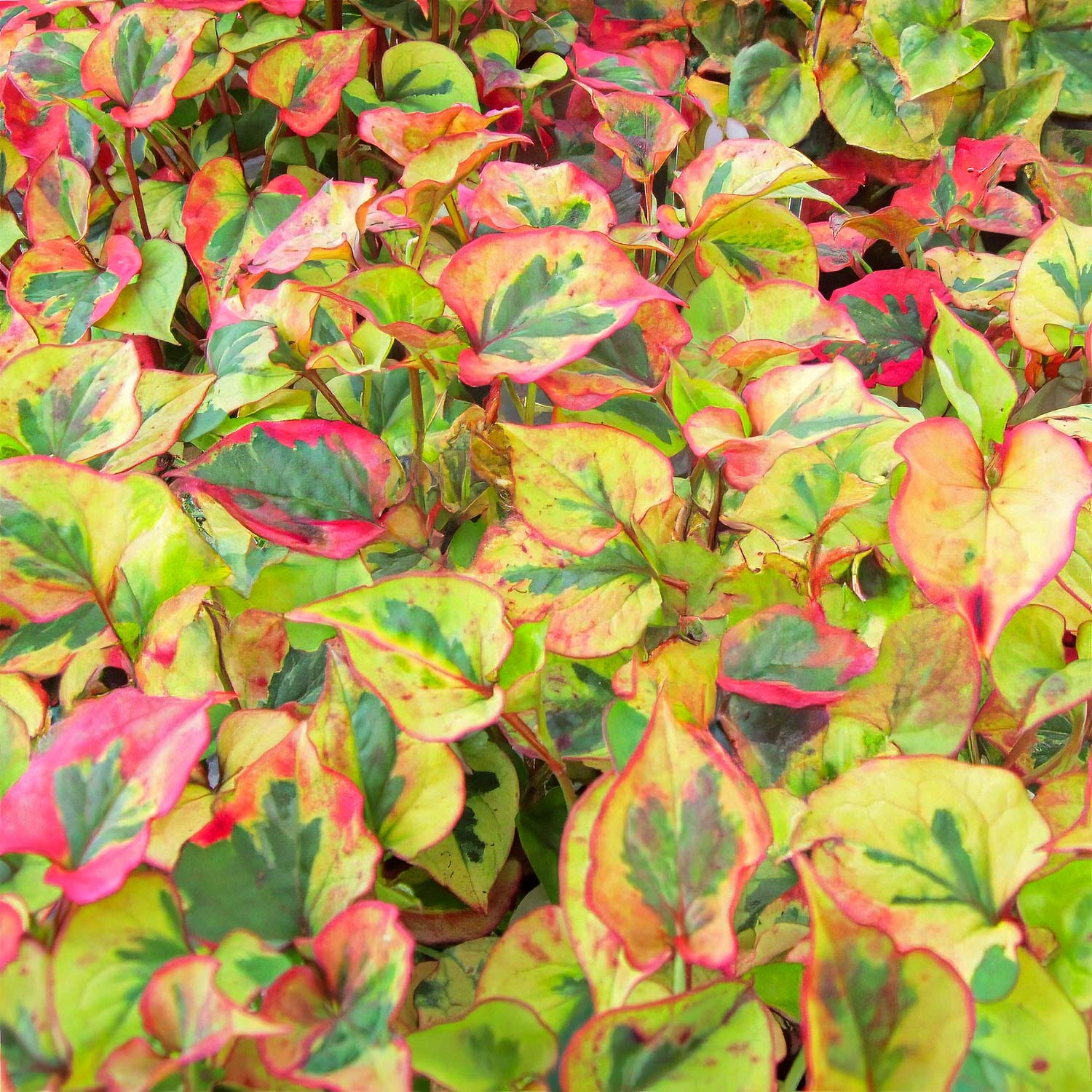 Houttuynia cordata 'Flame'