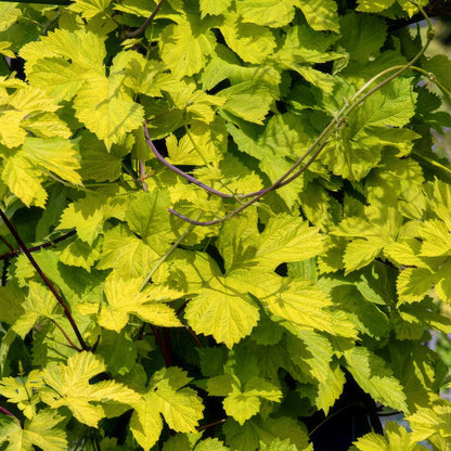 Humulus lupulus 'Aureus'