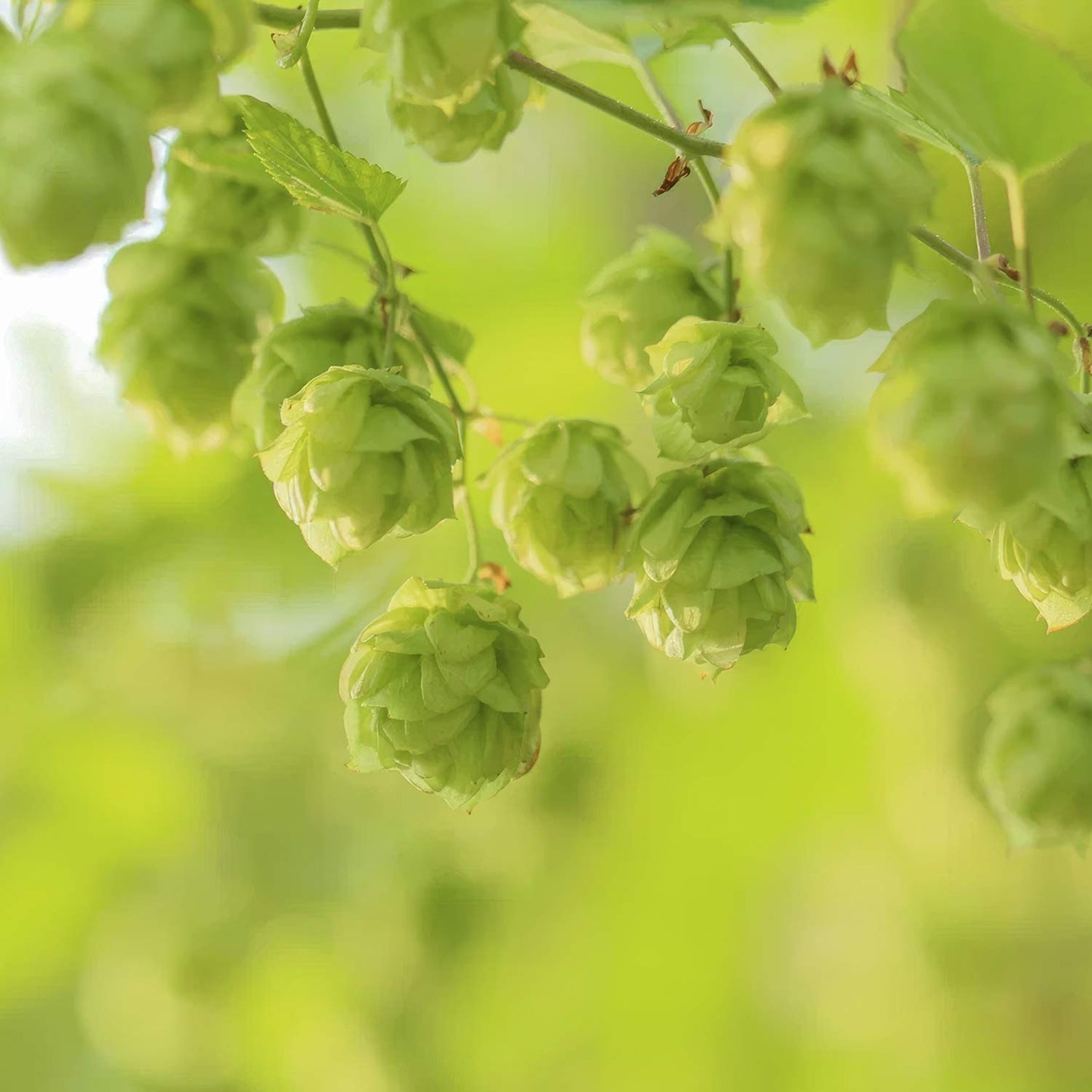 Humulus lupulus 'Aureus'. Close-up of green hop cones hanging from a vine with leaves against a soft, blurred green background.