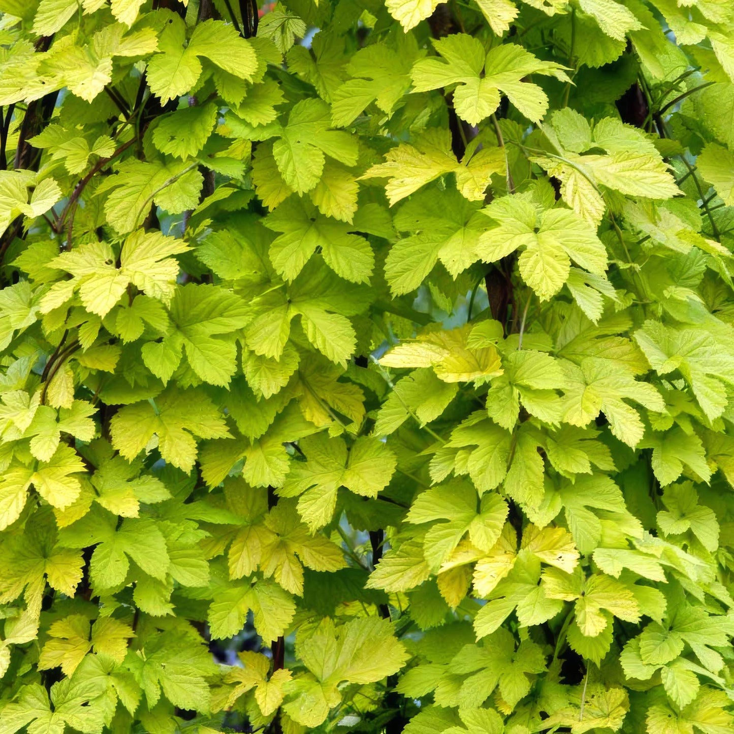 Humulus lupulus 'Aureus'. Close-up of a leafy green hop plant with bright yellow-green and light green leaves on dark stems.